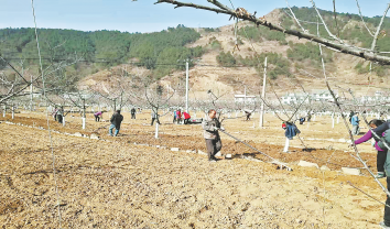 發展林下套種 以短養長增收