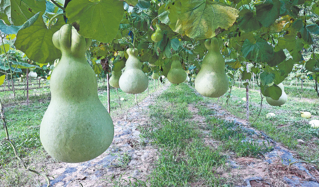 葫蘆里“藏”滿致富經