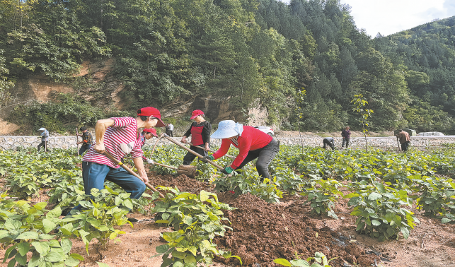 建設農旅櫻谷 增加群眾收入