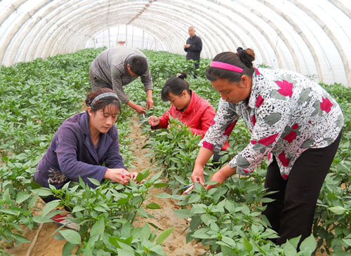 丹鳳縣鐵峪鋪鎮東川村建起辣椒雜交制種基地