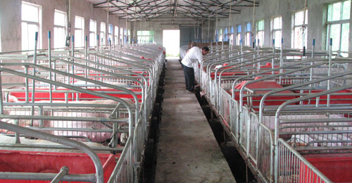 洛南縣加快“洛豬”品牌的建設步伐