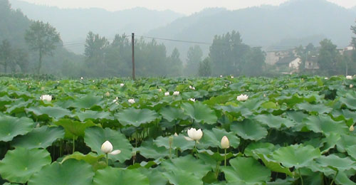 商南縣新發展九眼蓮菜150畝