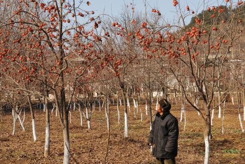 甜甜的柿子傷透了果農心