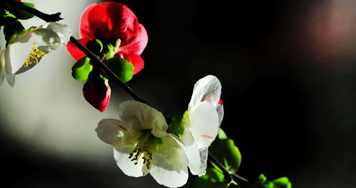 一株木瓜樹開出了兩種顏色