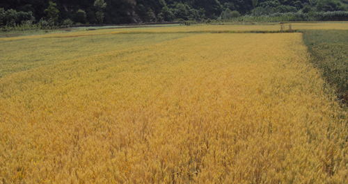十里坪鎮小麥豐收在望