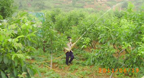 山陽巡回開展經濟林病蟲害防治工作