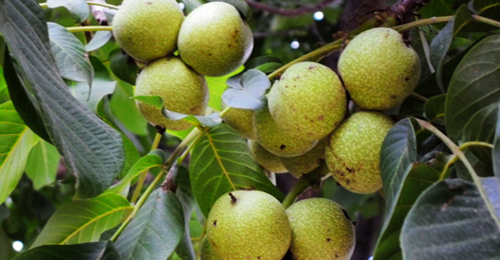 核桃大鎮景村鎮 果實累累豐收景
