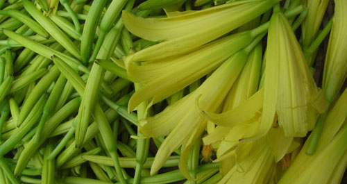 景村鎮黃花菜正值采摘時