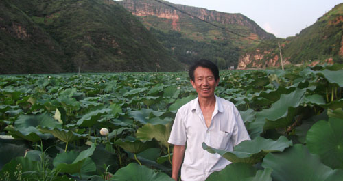 荷花怒放 十里飄香