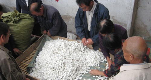 洛南縣景村鎮大力發展蠶桑產業