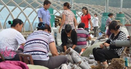 商南縣青山鎮上河村設施大棚白靈菇建設有序進行