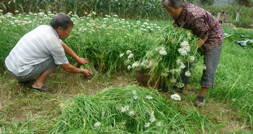 鎮安縣永樂鎮栗園村菜農收割韭菜忙