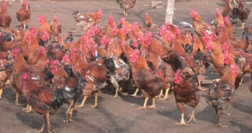 劉灣探索特種雞養(yǎng)殖新路子