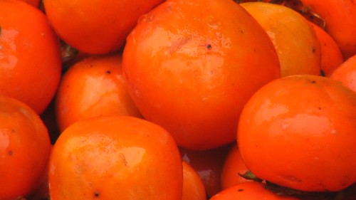 洛南柿子大又紅