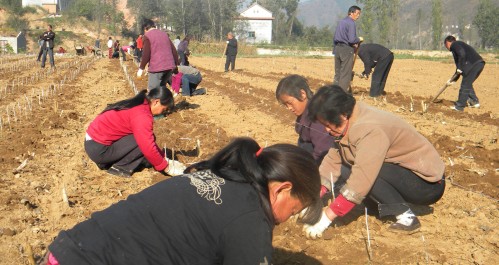 高耀鎮(zhèn)嚴把“五關(guān)”，全力推進蠶桑產(chǎn)業(yè)發(fā)展