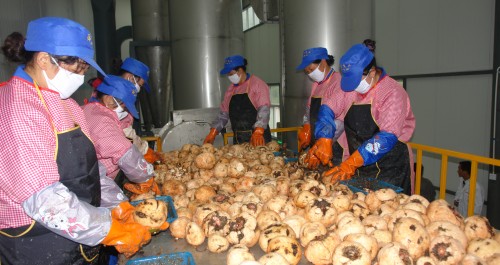 鎮安魔芋精粉生產加工廠近日投入運營