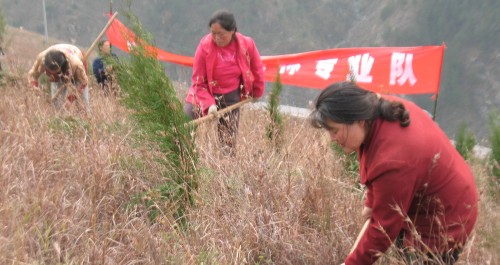 丹鳳縣組織三百多人參加專業造林隊