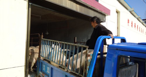 洛南縣景村鎮生豬產業迅速發展