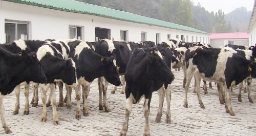 清油河鎮迎來了35頭高產荷斯坦奶牛