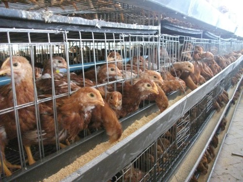 寺坡鎮大力發展畜牧產業