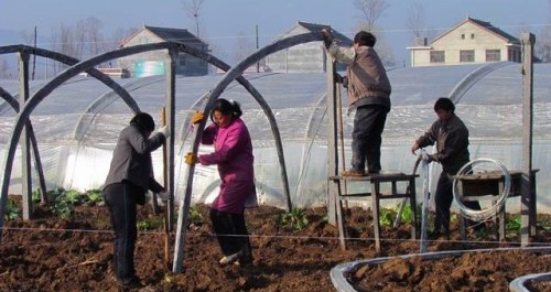 古城鎮積極發展設施大棚蔬菜