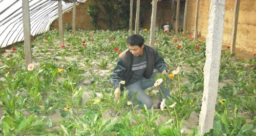 瓦房口、下梁、杏坪鎮(zhèn)等地種植反季節(jié)花卉
