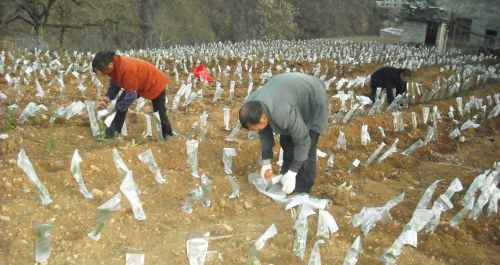 柞水縣柴莊鎮(zhèn)萬畝有機茶園基地建設一期工程最近啟動