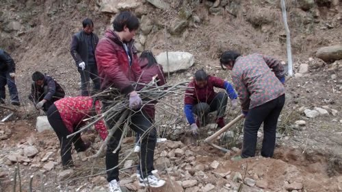 寺坡鎮積極開展植樹造林