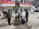 柞水黨校干部雙休忙植樹