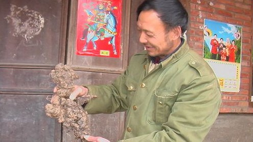 石坡一村民挖出一個(gè)罕見(jiàn)的“豬苓娃娃”