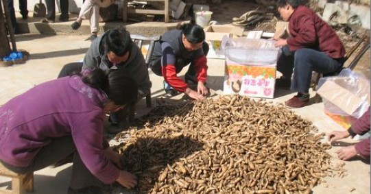 天麻種植能手閔向陽將收獲的天麻進行分類