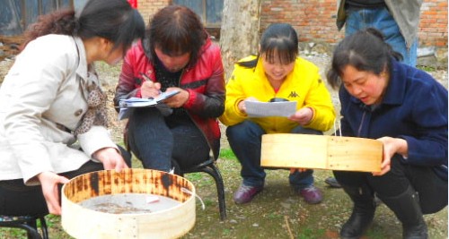 洛南縣植保站開展春季小麥吸漿蟲普查