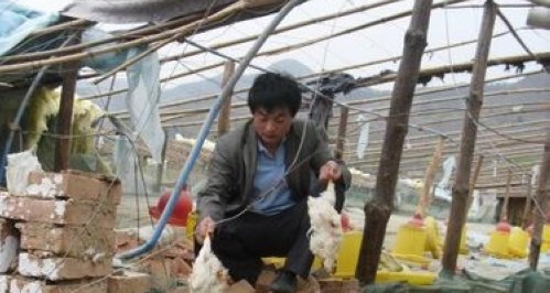 丹鳳縣商鎮商山村一養雞戶大棚被狂風損壞