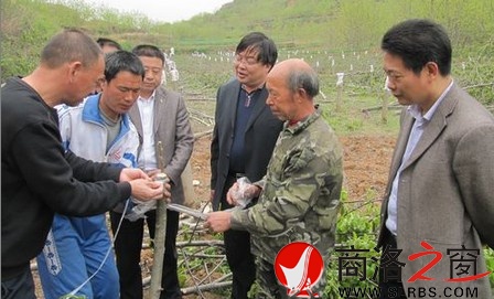 商鎮邀請縣林業技術人員對核桃樹進行低產改造