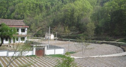 丹鳳縣花瓶子鎮發展地膜洋芋產業