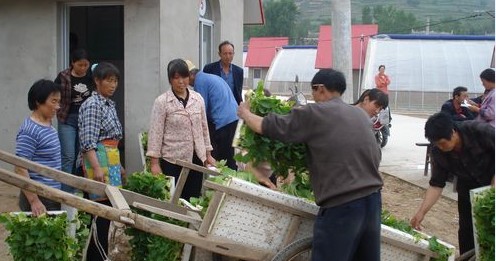 景村鎮烤煙進行大田移栽