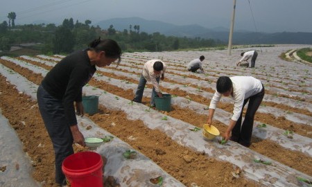 洛惠渠灌區為煙農大田移栽分憂解愁