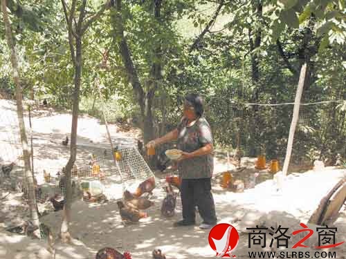 在新一輪扶貧開發中,我市不少農戶都將林下養殖作為發展項目。