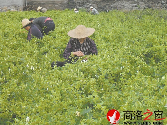 在市委宣傳部的幫扶下新建的100畝金銀花基地，增加了村民收入。