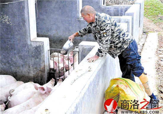 羅三民精心喂養生豬