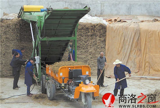 養(yǎng)殖場收購玉米稈,進(jìn)行再加工后作為牛的飼料。