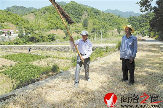 用連枷打油菜籽