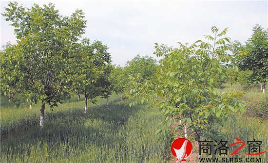 良種核桃園成了山里農民的綠色銀行