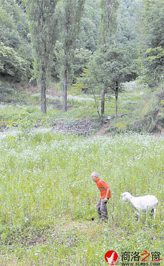 整個(gè)山坡有10多戶人家，戶戶大門緊鎖。看著原本平展的土地已經(jīng)荒蕪，楊鳳良老人覺得有些可惜，養(yǎng)了10多只羊。他也成了這10多戶人家的看門人。