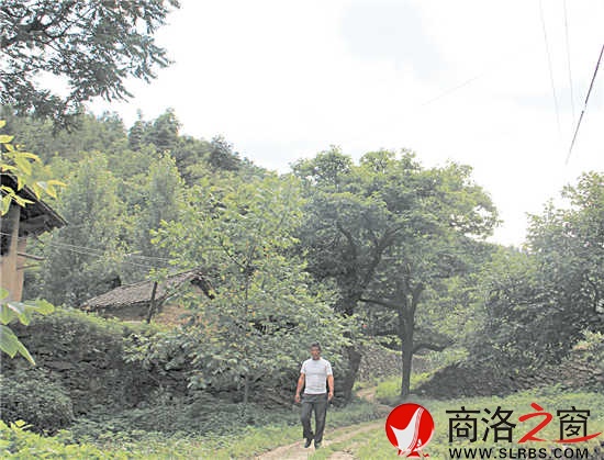 家鄉(xiāng)的這條路楊安平已走了多年，但他每次經(jīng)過這里，都有一種深深的眷戀。