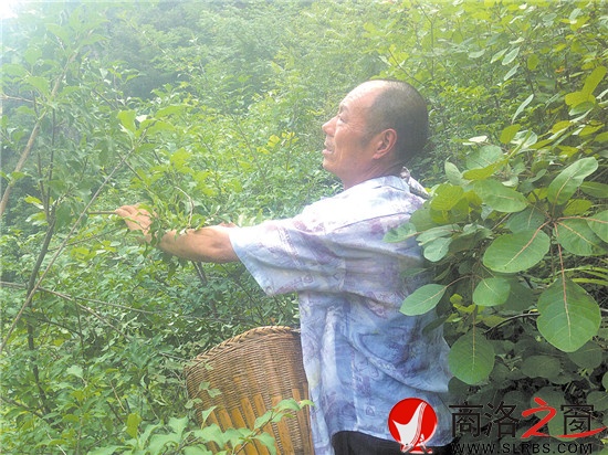 打山貨每天能賣百十元錢，成了炎炎夏季袁漢友最開心的事情。