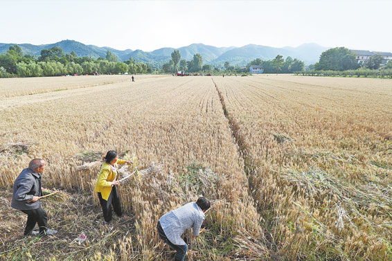 商洛市小麥高產示范田畝產破千斤