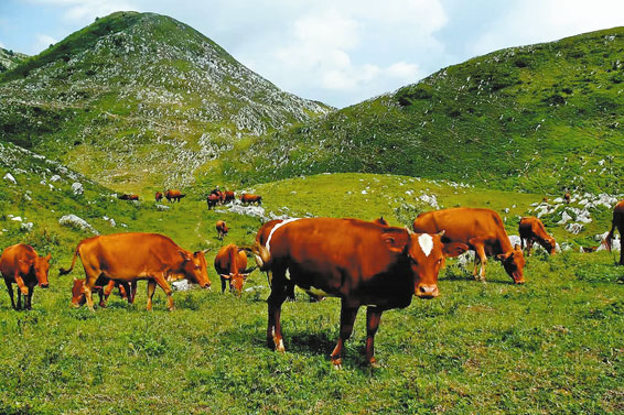 村美民富產業興