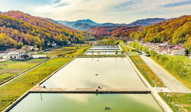 鎮安 “一廳四地”展新顏 “五比五賽”鑄輝煌