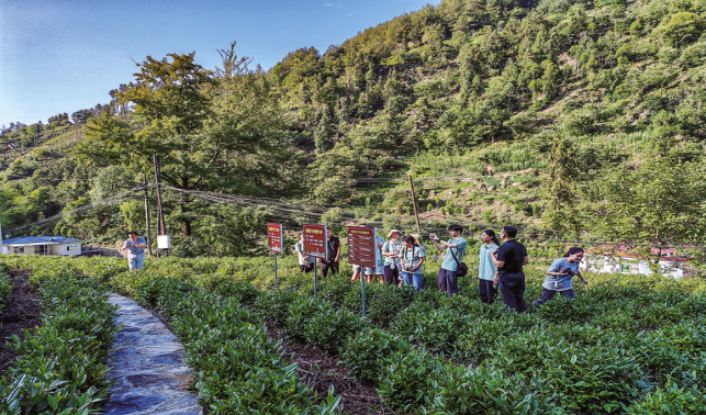 達仁鎮 “兩片綠葉”托起群眾致富夢